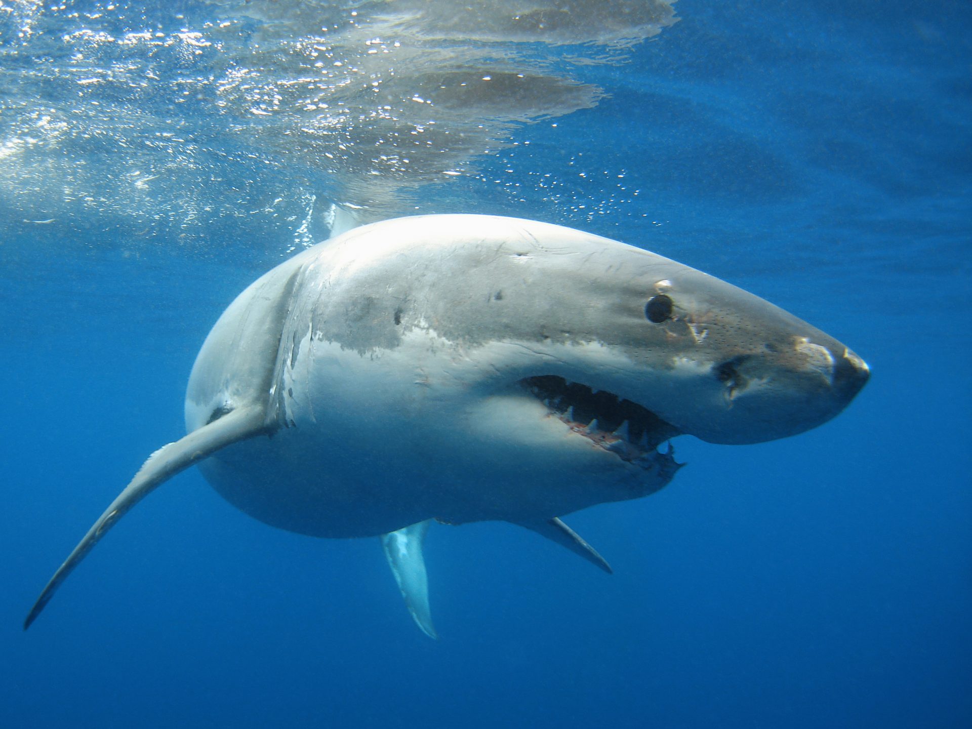 Great White Shark facing the camera