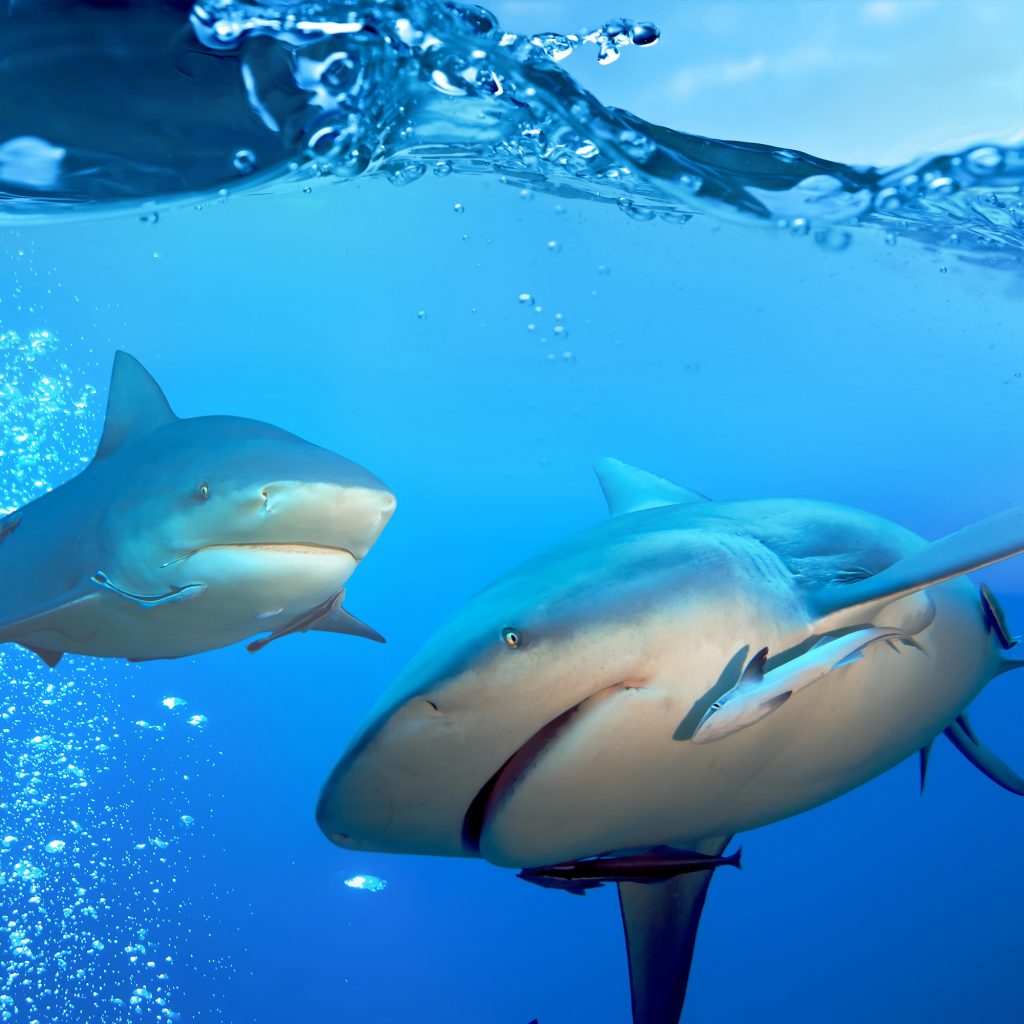 Bull sharks underwater