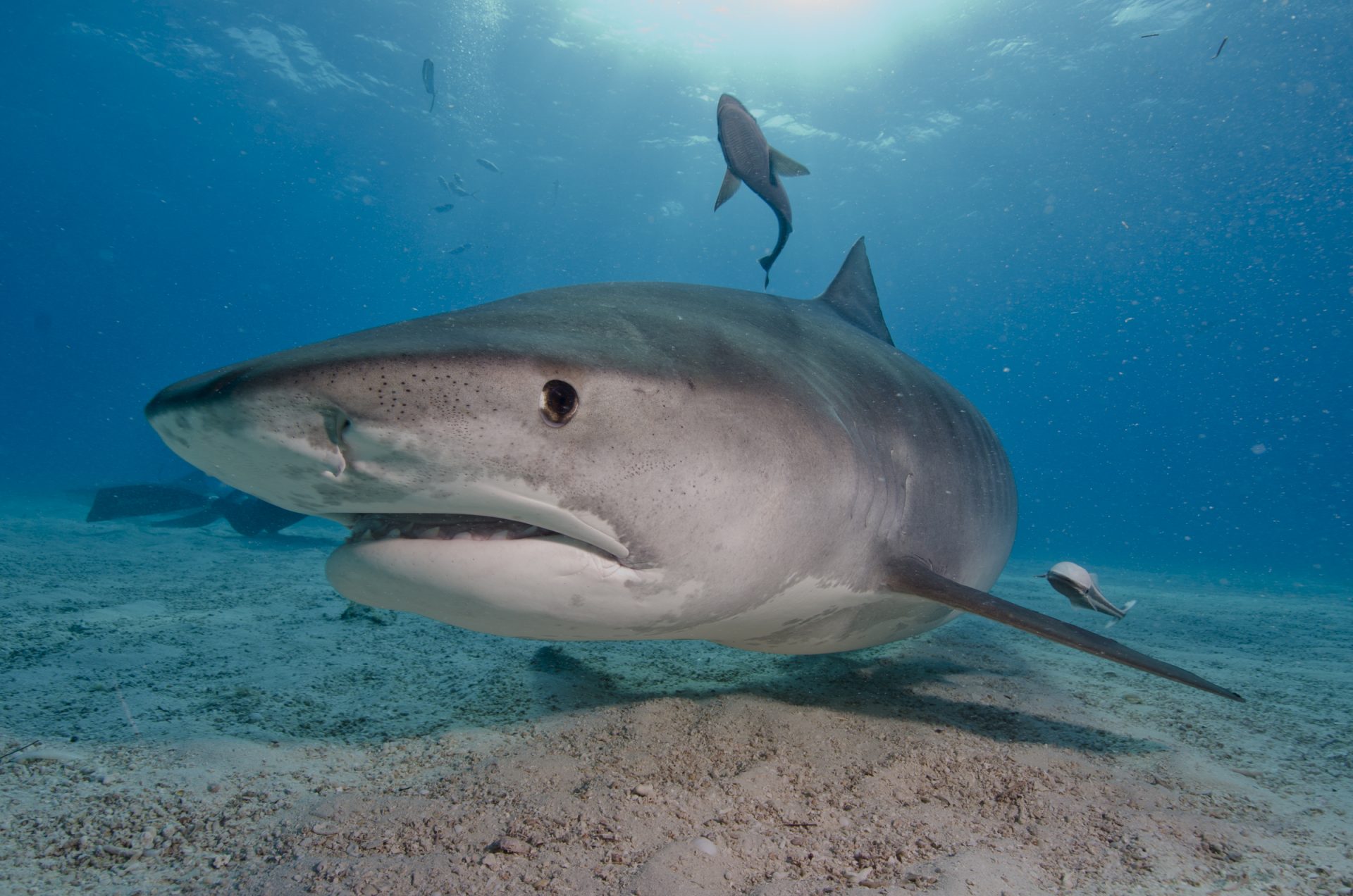 Tiger shark underwater photo