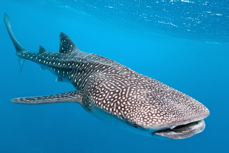Species Profile: Whale Shark