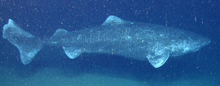 Species Profile: Greenland Shark