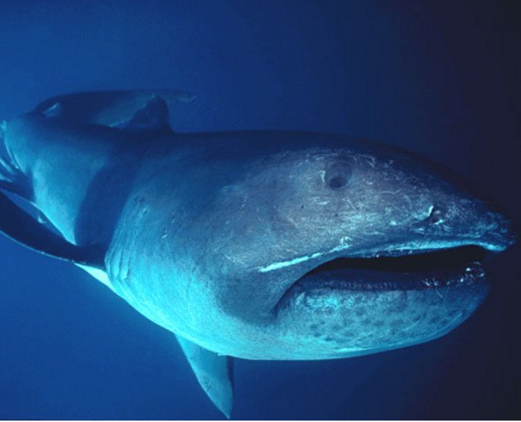 Species Profile: Megamouth Shark