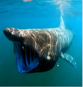Species Profile: Basking Shark