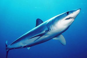 The Mako Shark underwater photo