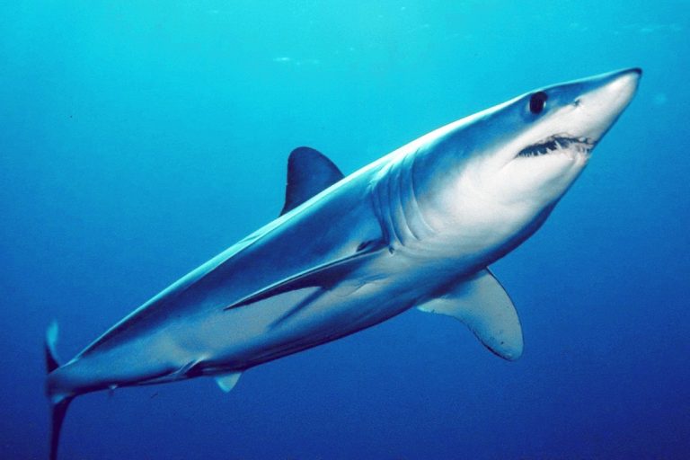 Species Profile: Mako Shark