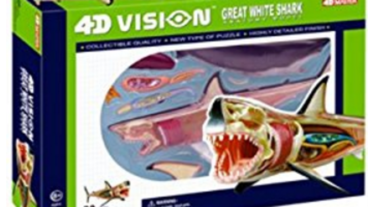 Download The Best Educational Shark Toys For Kids We Love Sharks