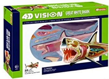 4D Vision Shark Anatomy Toy
