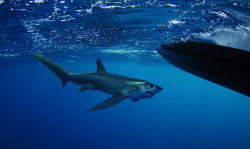 Species Profile: The Bigeye Thresher Shark