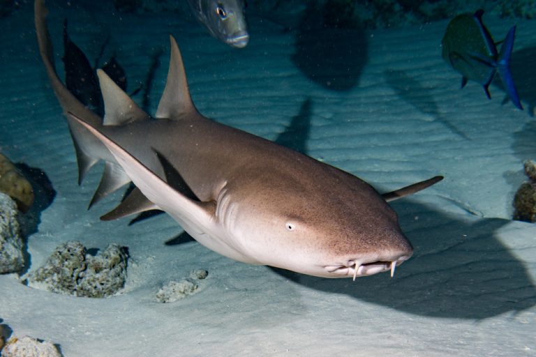 Species Profile: The Nurse Shark