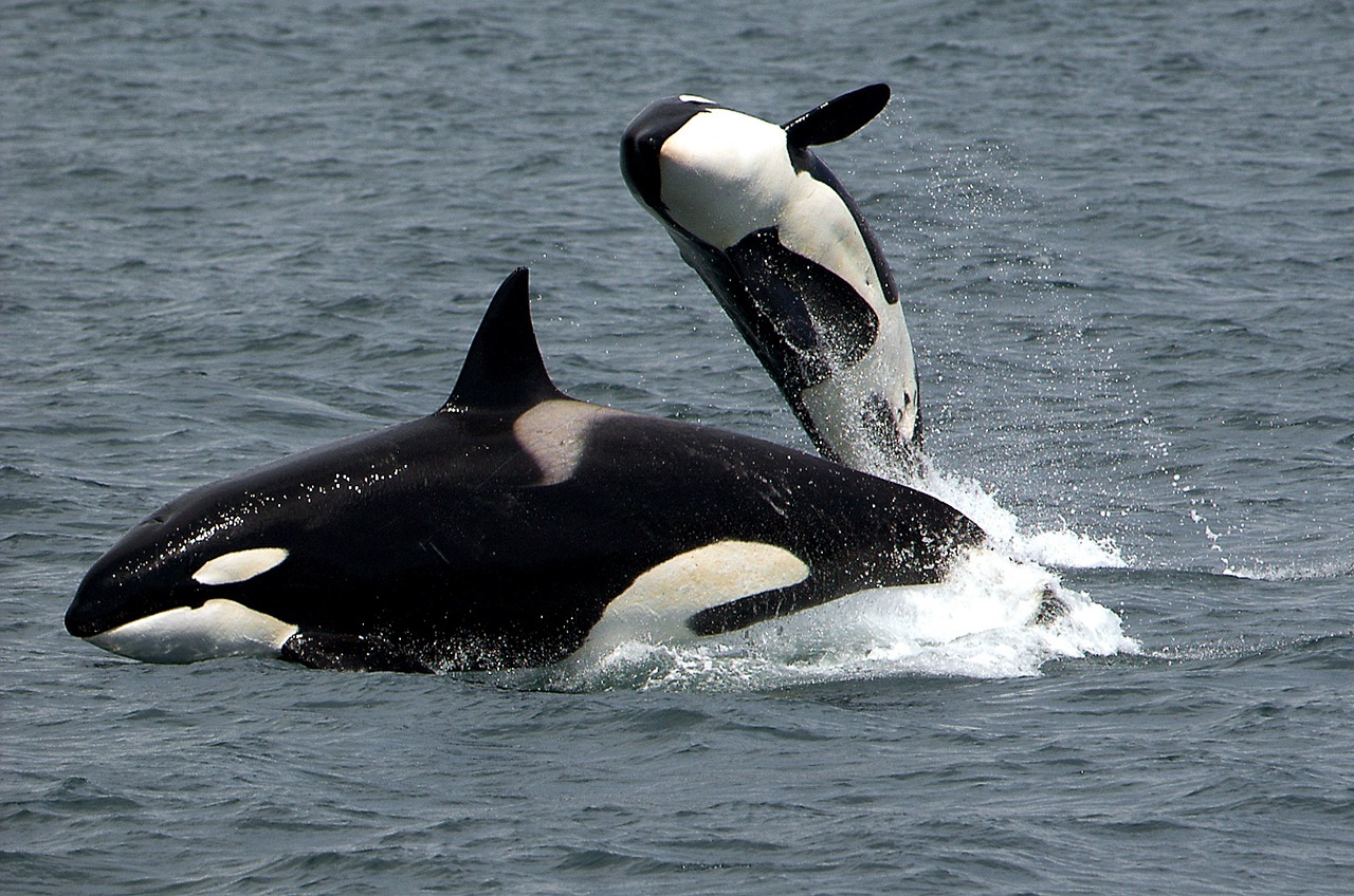 Orca (killer whales)