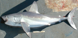 A Freshly Caught Porbeagle : One Of Many Endangered Sharks