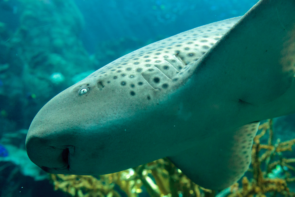 Zebra shark. Contrary to misconceptions about sharks, it's not dangerous