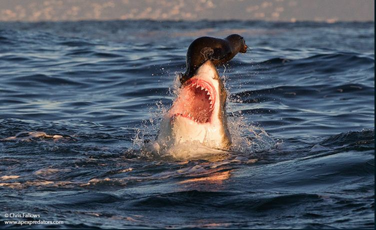 Seal balanced on a shark's snout. Real shark photos
