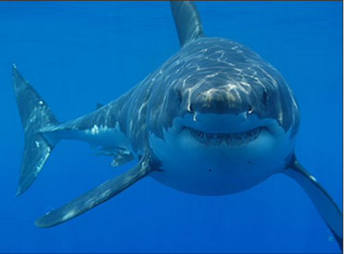 This great white shark image has been used to create many fake shark pictures