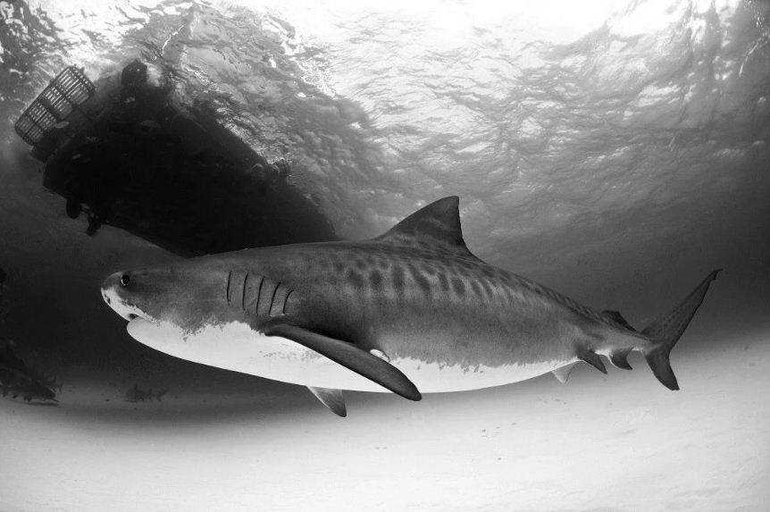pregnant tiger shark