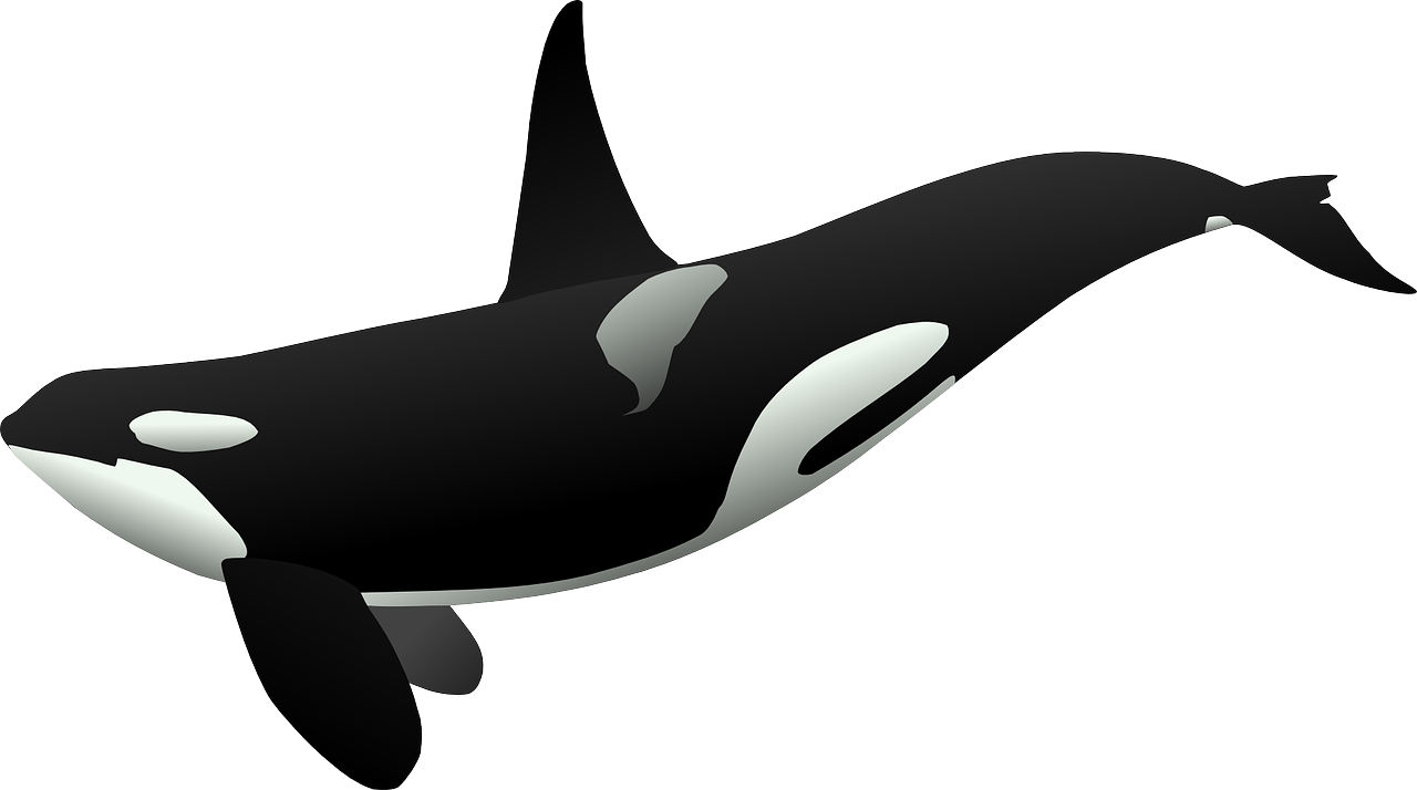 An Orca (killer whale)