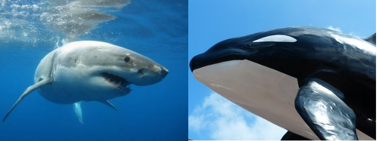 Orcas Versus Great White Sharks: A Perennial Battle Of Predators