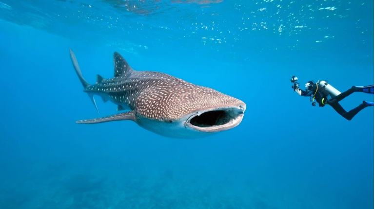 Picture of whale shark and diver by Project Aware. A shark conservation group