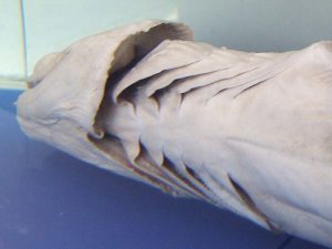 The frilled shark has six pairs of gills