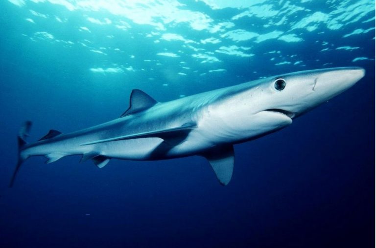 Species Profile: The Blue Shark