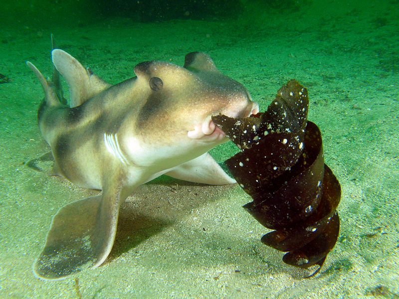 Crested Shark Port Jackson With Egg We Love Sharks