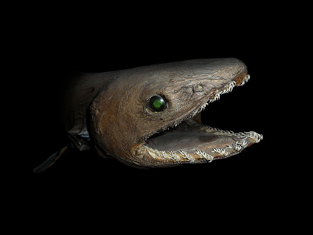 Closeup of the frilled shark