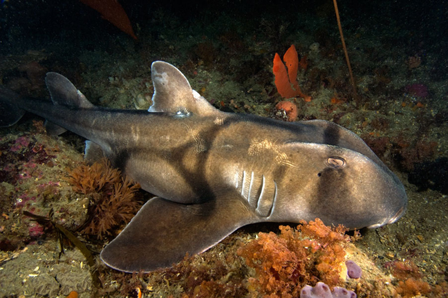 Species Profile: The Port Jackson Shark