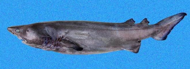 Species Profile: The Prickly Shark