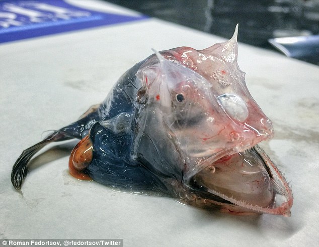 Gallery Of The Ocean’s Most Unusual Fish
