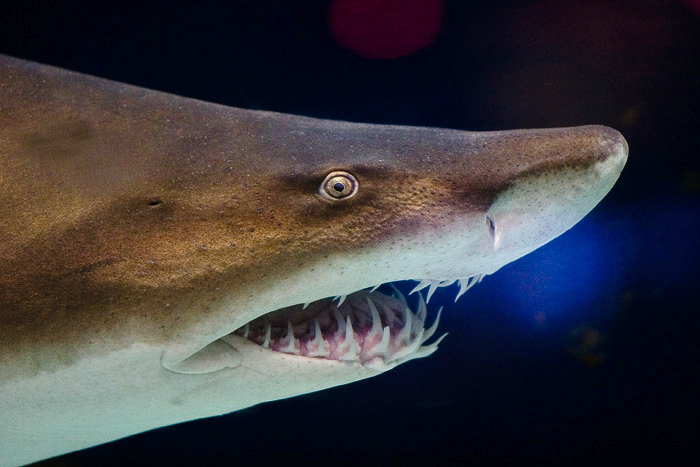 Closeup view of a sand tiger shark