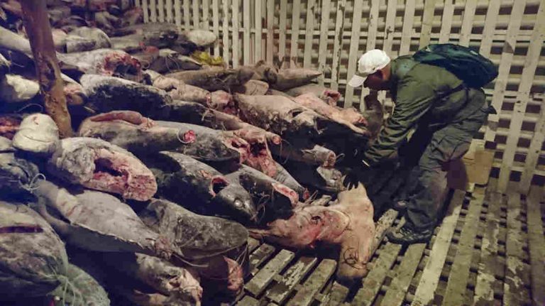 Shark Poaching: Illegal Fishermen With 6600 Dead Sharks Off To Prison