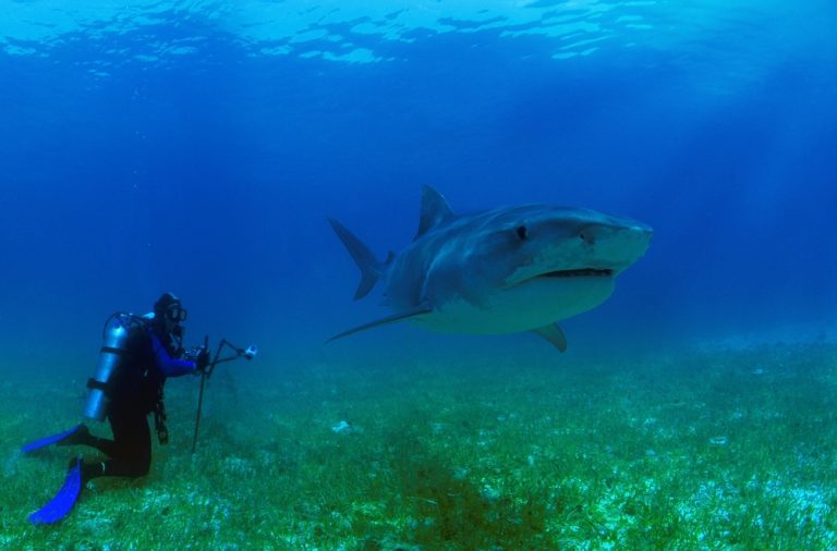 7 Must Read Tips For A Safe Diving With Sharks Experience