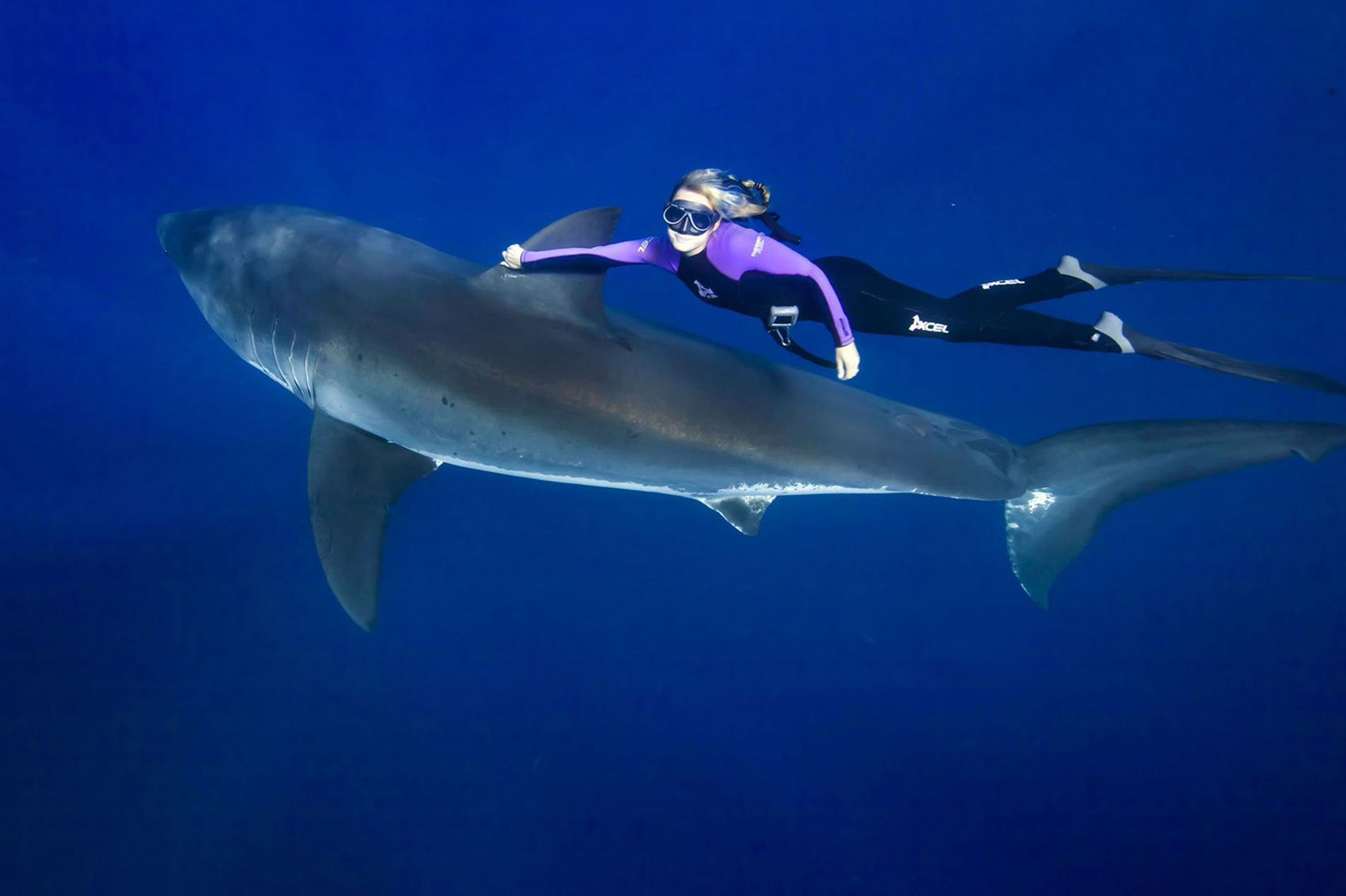 Ocean Ramsey With A Great White Shark