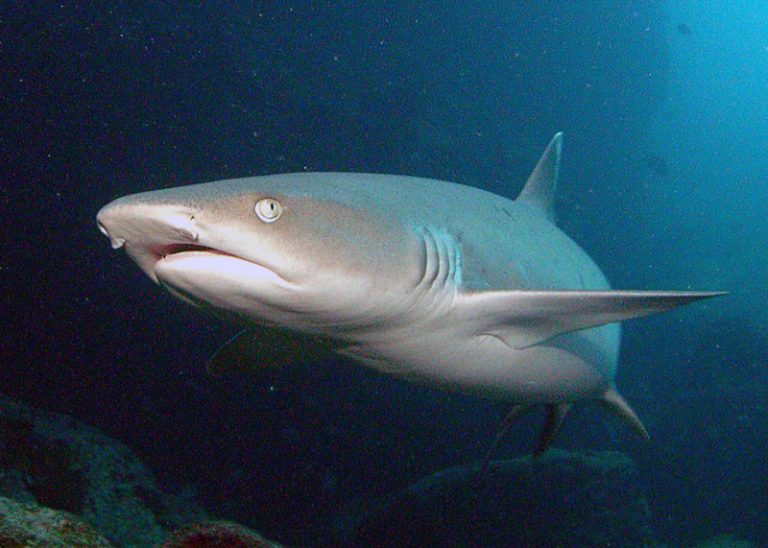 Species Profile: The Whitetip Reef Shark