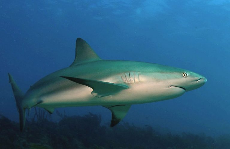 Species Profile: The Caribbean Reef Shark