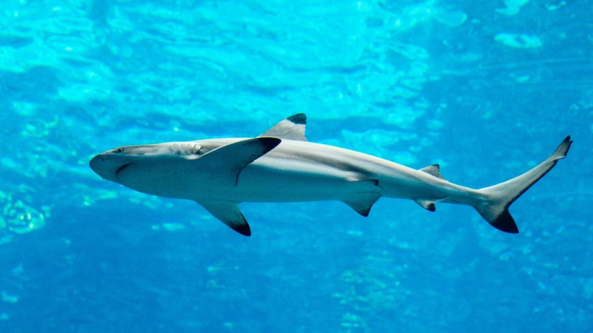 A Spinner Shark