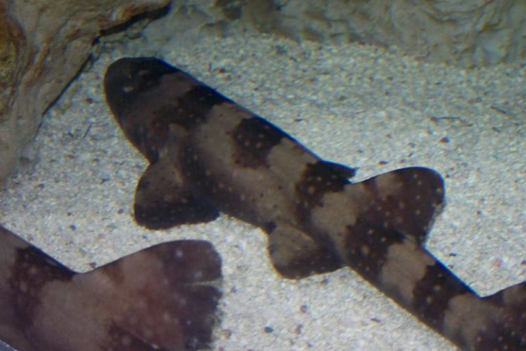 Species Profile: The Whitespotted Bamboo Shark