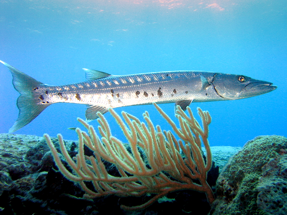 Great Barracuda: most dangerous sea creatures
