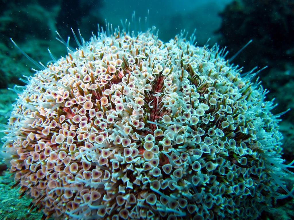 Flower urchin; dangerous sea creatures