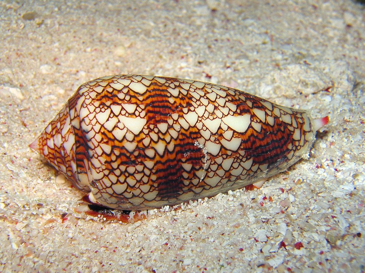 Textile Cone Snail; Most dangerous sea creatures