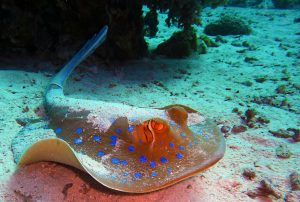 Blue-spotted Variety of Stingray.: Dangerous sea creatures