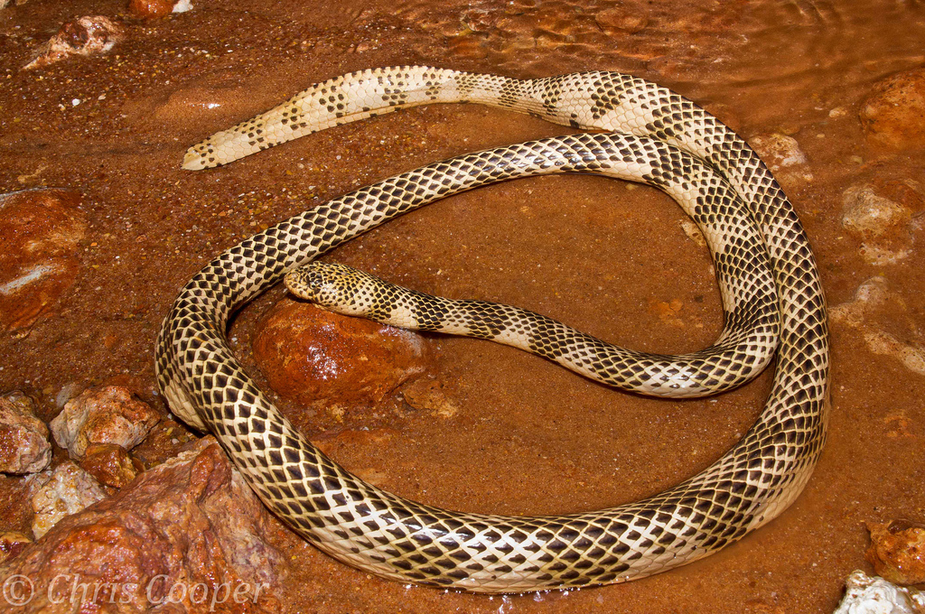 Dubois sea snake