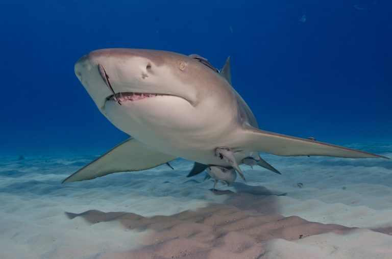 DOE Issues Warning After Human Attacks On Sharks In Cayman Islands