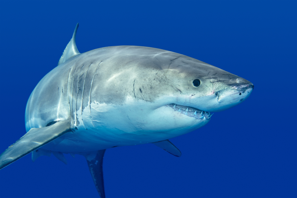 Just like humans, sharks have personalities too