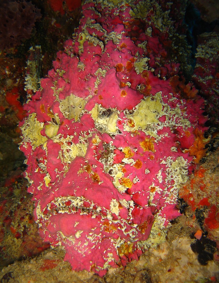 Reef Stonefish; dangerous sea cretaures