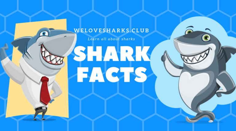 Shark Facts