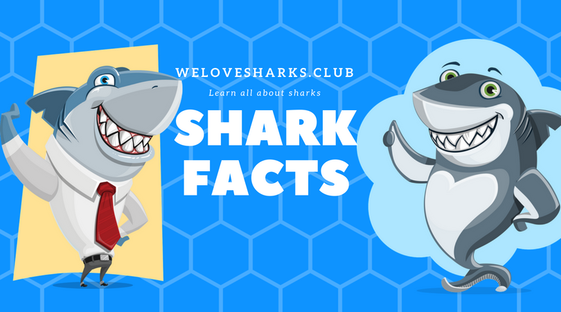 Cool Facts about Sharks You Might Not Have Known