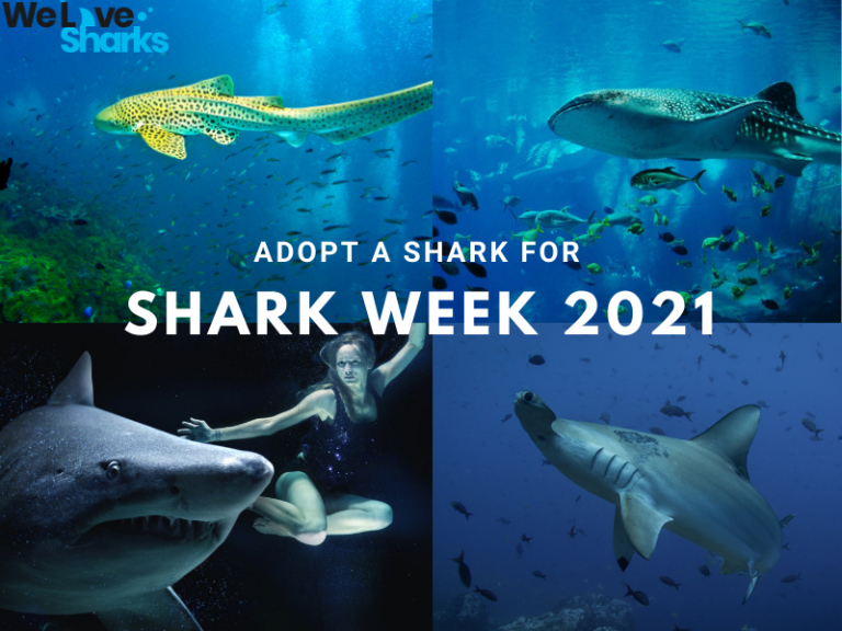 Adopt a Shark for Shark Week