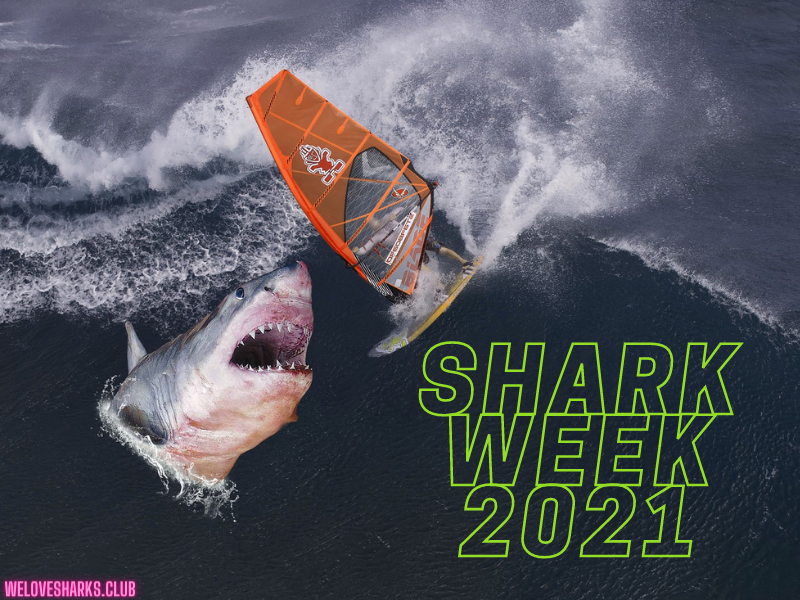 Shark Week 2021 Countdown We Love Sharks!