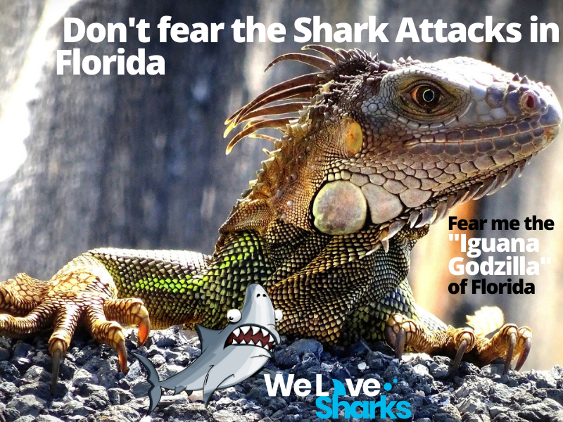 Shark Attacks in Florida